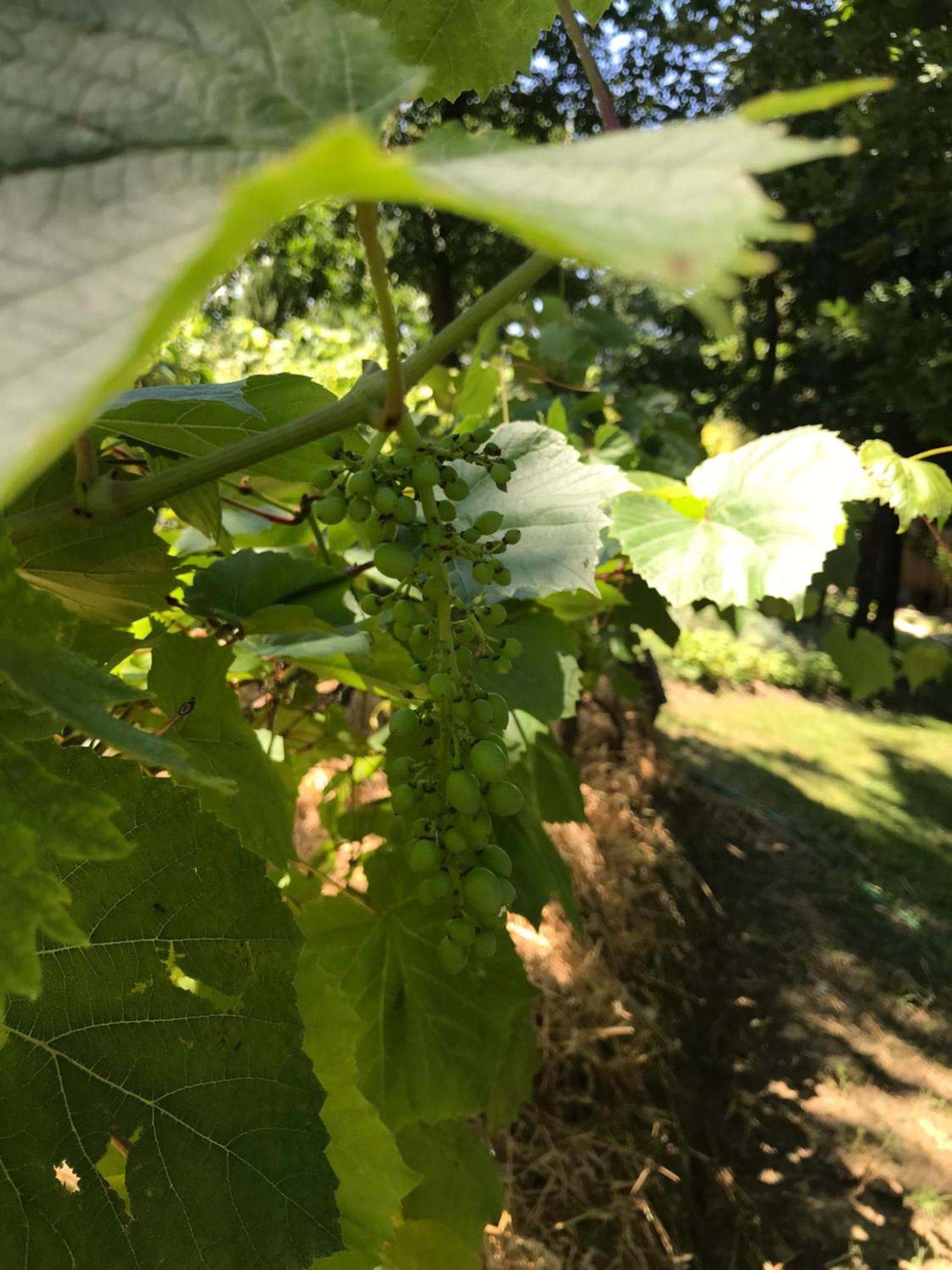 Bus Atypique Au Bord Du Canal Du Midi Et Au Coeur D'Une Foret 2 Chambres Villepinte  外观 照片